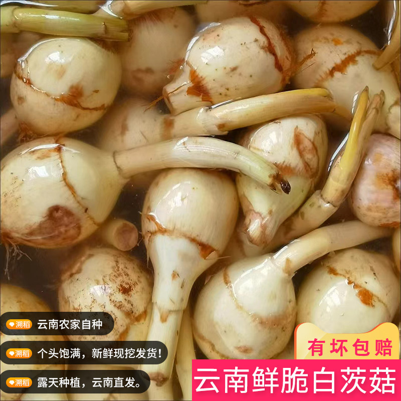 云南农家自种白茨菇现挖新鲜慈菇