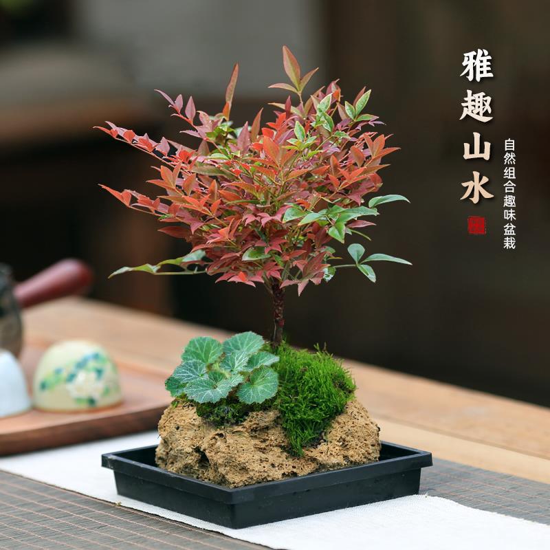 附石盆栽内门竹吸水石盆景南天竹桌面造型绿植水培水陆缸造景绿植