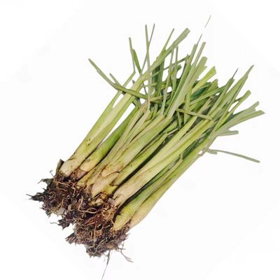 鲜鲜香茅草盆栽室内阳台驱蚊植物柠檬草苗可食用香草调料薄荷绿植