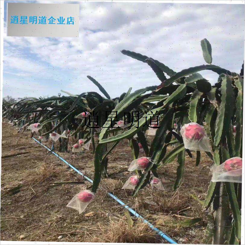 l火龙果套袋套果袋葡萄套袋水果套袋防果蝇T防虫防鸟袋尼龙网