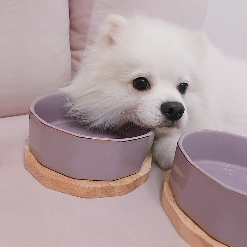 猫碗狗碗 猫饭盆陶瓷猫碗防打翻狗食盆保护颈椎陶瓷宠物碗猫食盆