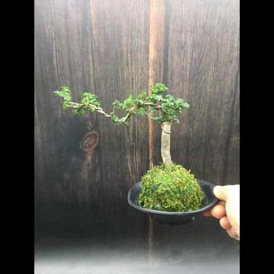 苔藓球小叶榔榆苗老桩提根怪桩榆树盆栽悬崖附石造型盆景室内好养