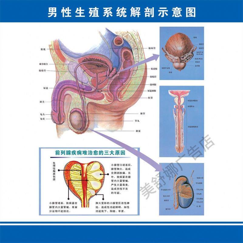 男性生殖系统解剖示意图贴纸男科医院男性器官海报健康知识挂图
