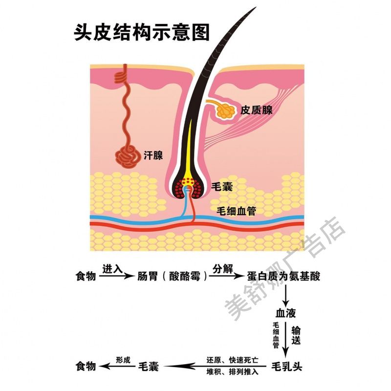 头发结构示意图中医医院诊所皮肤科毛发生长背景墙宣传海报粘贴画