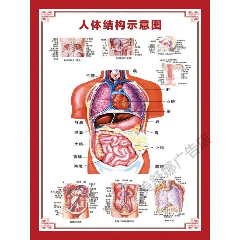 人体结构 耳鼻喉解剖 人体骨骼 消化系统示意国海报墙贴墙纸挂图