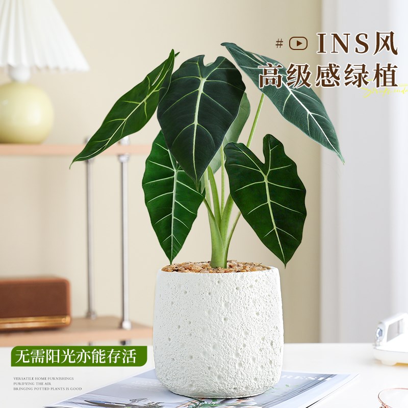 绿天鹅海芋盆栽办公室内桌面客厅观叶绿植大叶天鹅绒四季常青好养