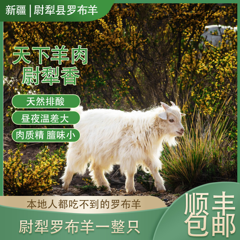 塞外羊肉哥新疆尉犁县罗布羊