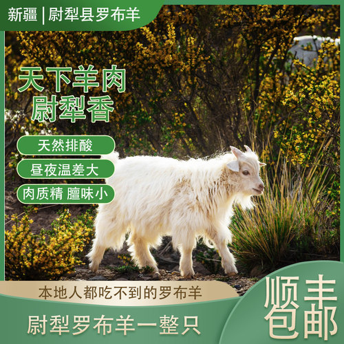 塞外羊肉哥新疆尉犁县罗布羊