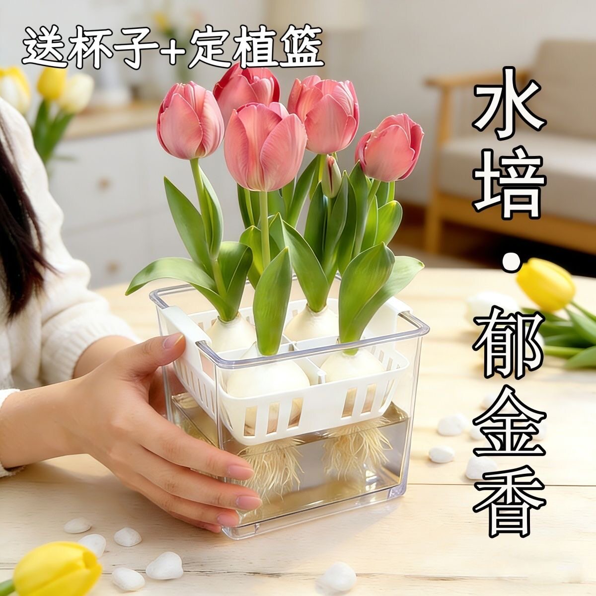 水培郁金香透明花盆含定植篮