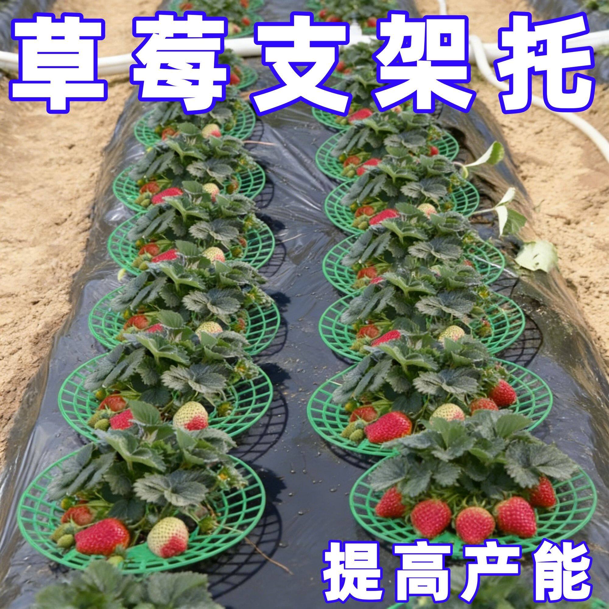 家庭盆栽草莓种植栽培支架托架阳台腐烂倒伏支撑架园艺托盘神器