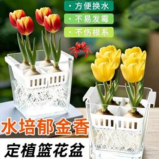 水培郁金香专用花盆含定植篮方便换水不伤根系水养郁金香器皿
