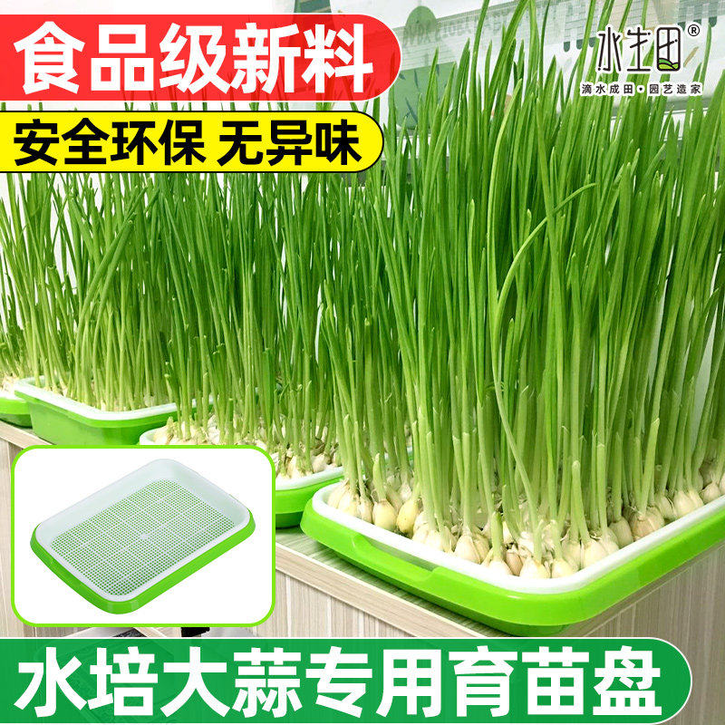 水培蒜苗豆芽育苗盆家用无土洁净