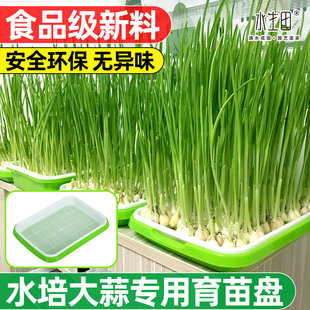 水培蒜苗种植盆育苗盘豆芽发芽种蒜神器芽苗菜育苗盆专用家用盆栽
