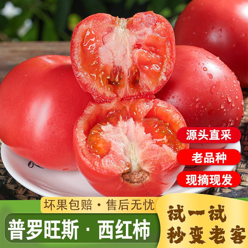 陕西泾阳普罗旺斯西红柿新鲜沙瓤