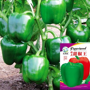 甜椒种子圆椒大椒辣椒种籽阳台盆栽大棚四季易种植产抗病新品种