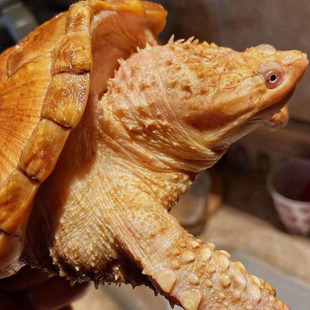 极速爆刺黄化佛鳄r龟苗黄化鳄小鳄黄化拟鳄龟