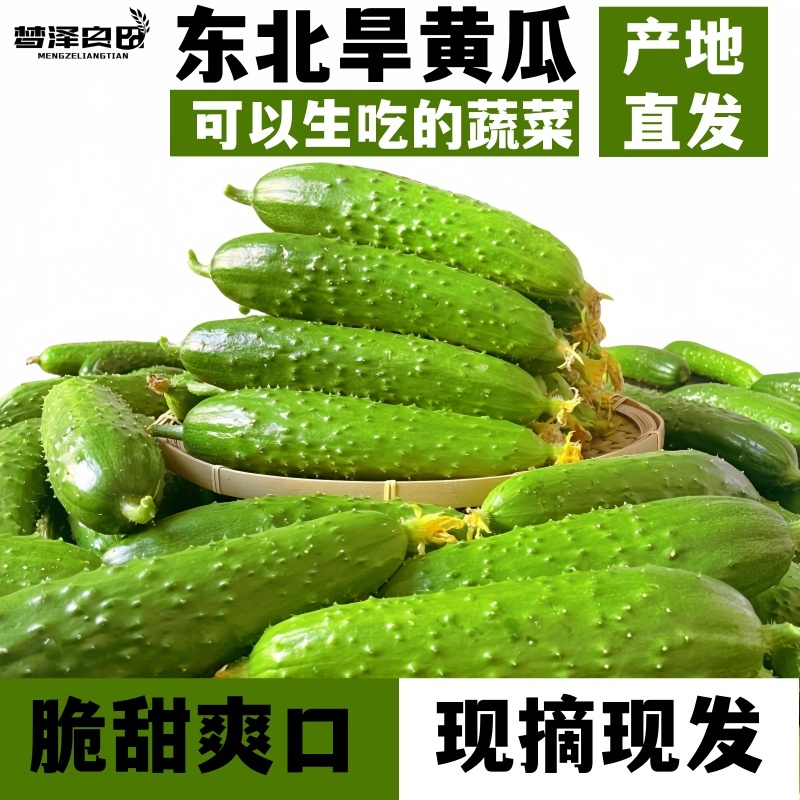 新鲜小黄瓜青瓜5斤东北旱黄瓜农家沙拉蔬菜生吃水果荷兰海阳白玉