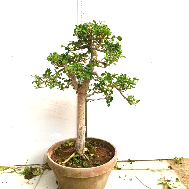 瓜子黄杨盆景造型树桩老桩盆栽植物文人原生白皮四季常青一物一拍