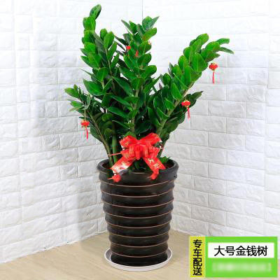 金钱树大栽植物室内观叶净化空气绿植物招财四季常青开业乔迁送礼,鲜花速递/花卉仿真/绿植园艺,大型绿植/成品组合盆栽,淘宝优惠券,粉丝福利购,淘宝优惠卷