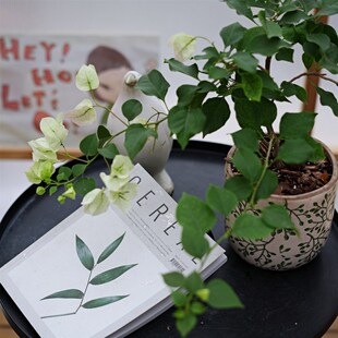 PHYSIS一路繁华似锦的三角梅绿樱新手爆花盆栽全日照耐热四季花