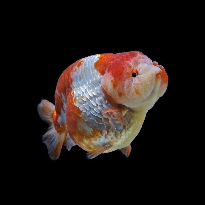 精品兰寿金鱼活鱼潘氏奶牛玉兔兰寿鱼纯种鱼苗小苗观赏鱼成鱼大鱼