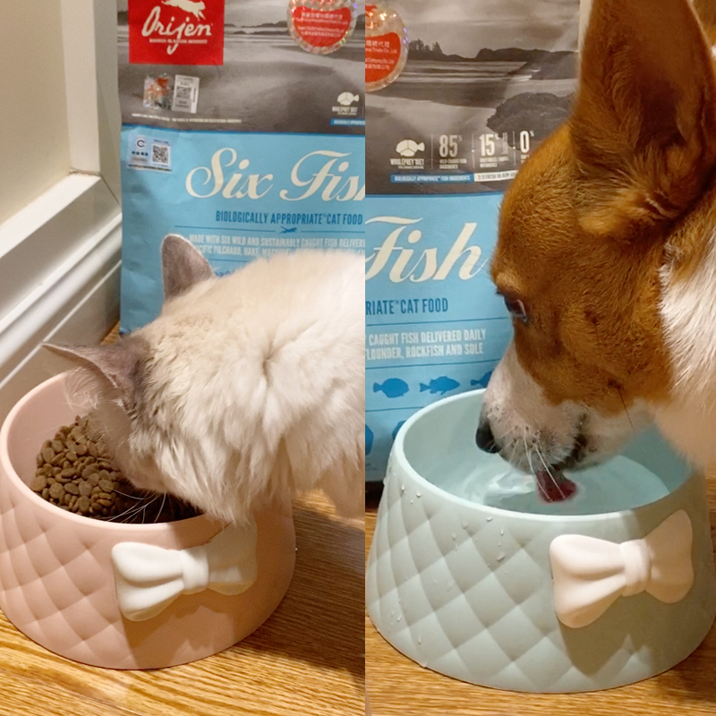宠物狗碗狗盆双碗饮水猫碗可爱水碗狗狗食盆猫粮饭盆猫咪用品