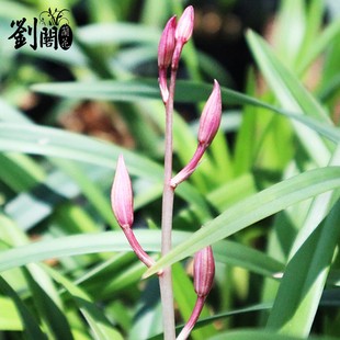 带盆栽好兰花苗 建兰市长红 夏带花苞出售矮种兰草办公室花卉盆栽