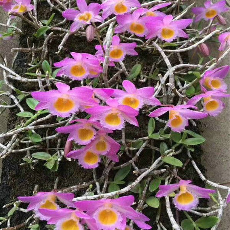 美花石斛吊兰种苗小环草窗阳台绿植物盆栽观赏花卉鲜条泡茶水黄草