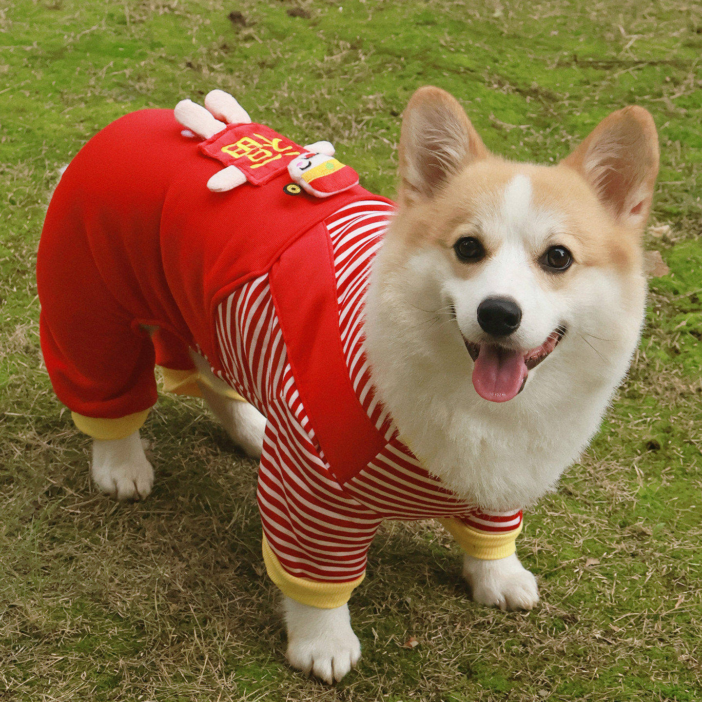秋冬季四脚狗狗衣服柯基柴犬比熊泰迪保暖加绒短袖卫衣防掉毛防脏