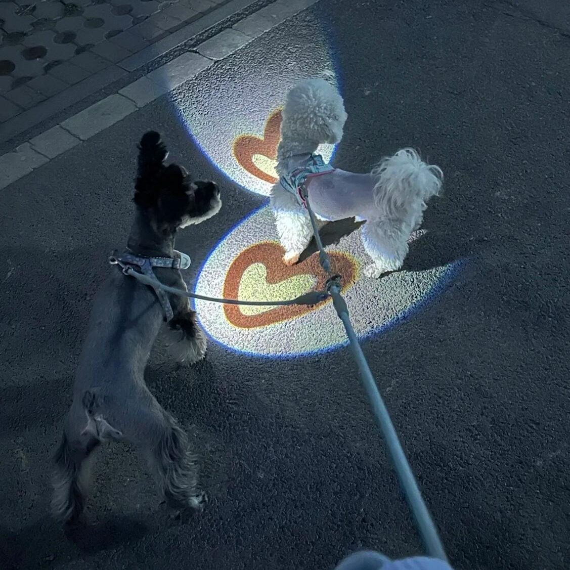 宠物社交投影灯遛狗灯狗狗夜行