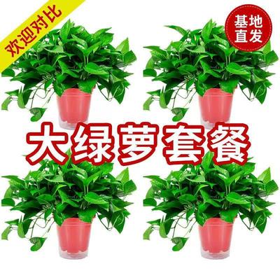水培长藤绿萝盆栽室内植物四季常青绿箩垂吊大型花卉客厅绿植好养