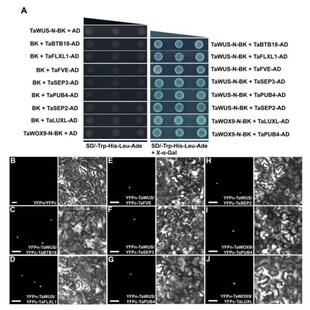 geo数据挖掘单细胞测序分析网络药理服务生信分析动物细胞实验