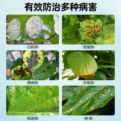 花病康喷剂多菌菌灵剂花卉植物通用百菌灵黑斑病菌立清喷雾剂