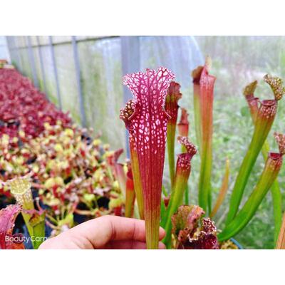 【丽娜瓶子草】2019年选育新品种 红色瓶子 食虫植物