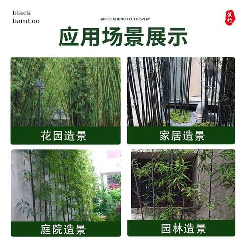 名贵紫竹苗不去头带竹尖金镶玉竹耐寒竹子苗庭院室外四季常青绿植