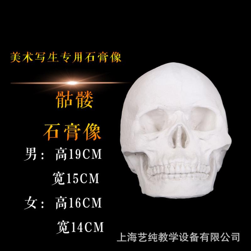 石膏头骨骷髅头模型石膏教具几何体石膏像学生素描石膏静物