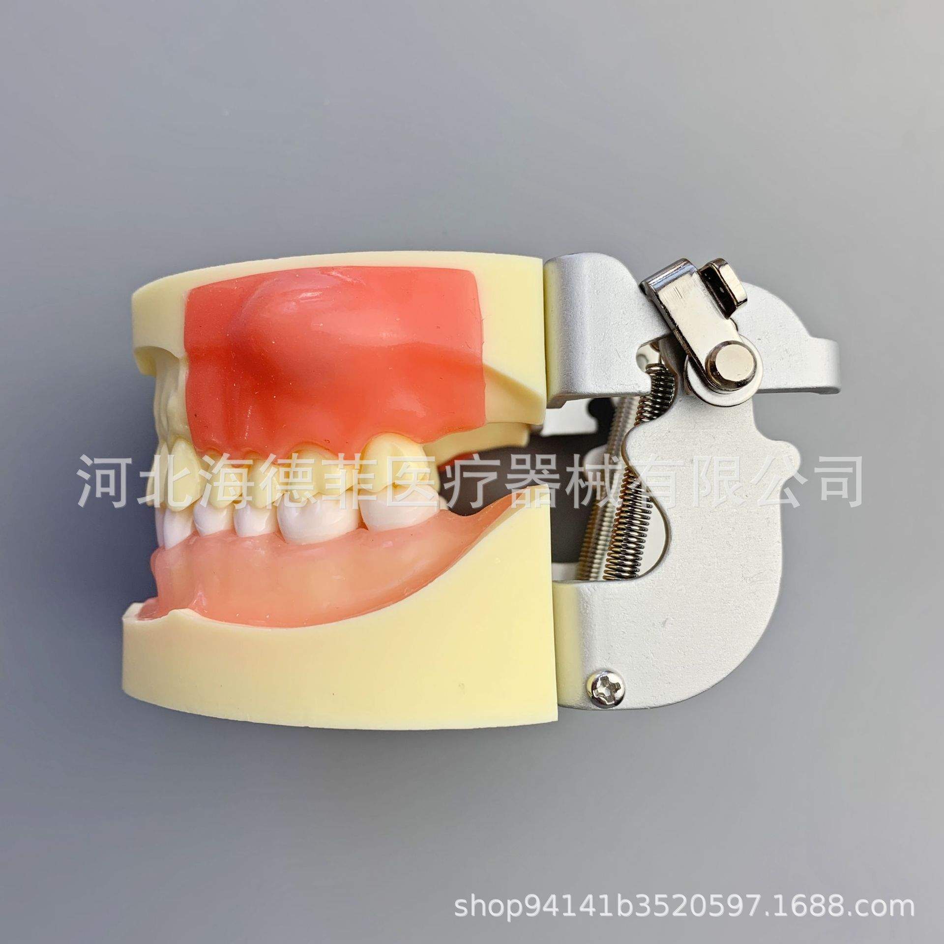 M4030病理模型牙齿模型牙模型练习模型