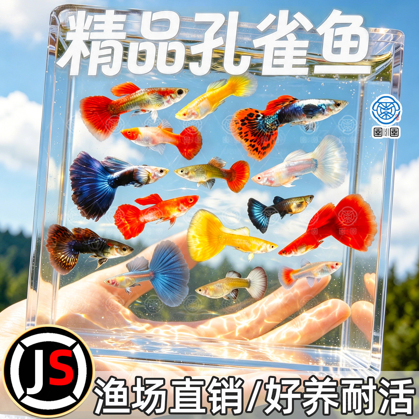 小型热带观赏鱼精品孔雀斑马鱼淡水鱼天使蝶翼米奇灯科活体小鱼苗