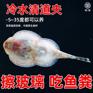 双吸盘原生吸鳅鱼冷水鱼清道夫除藻原生鱼麦氏方式琵琶鱼工具鱼