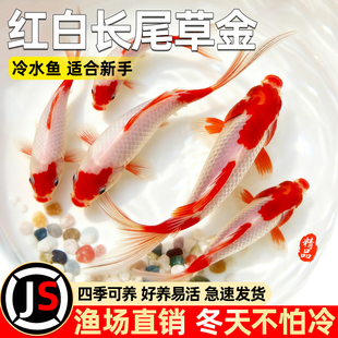 红白草金观赏鱼活鱼草金鱼淡水鱼好养耐活小金鱼淡水鱼宠物鱼