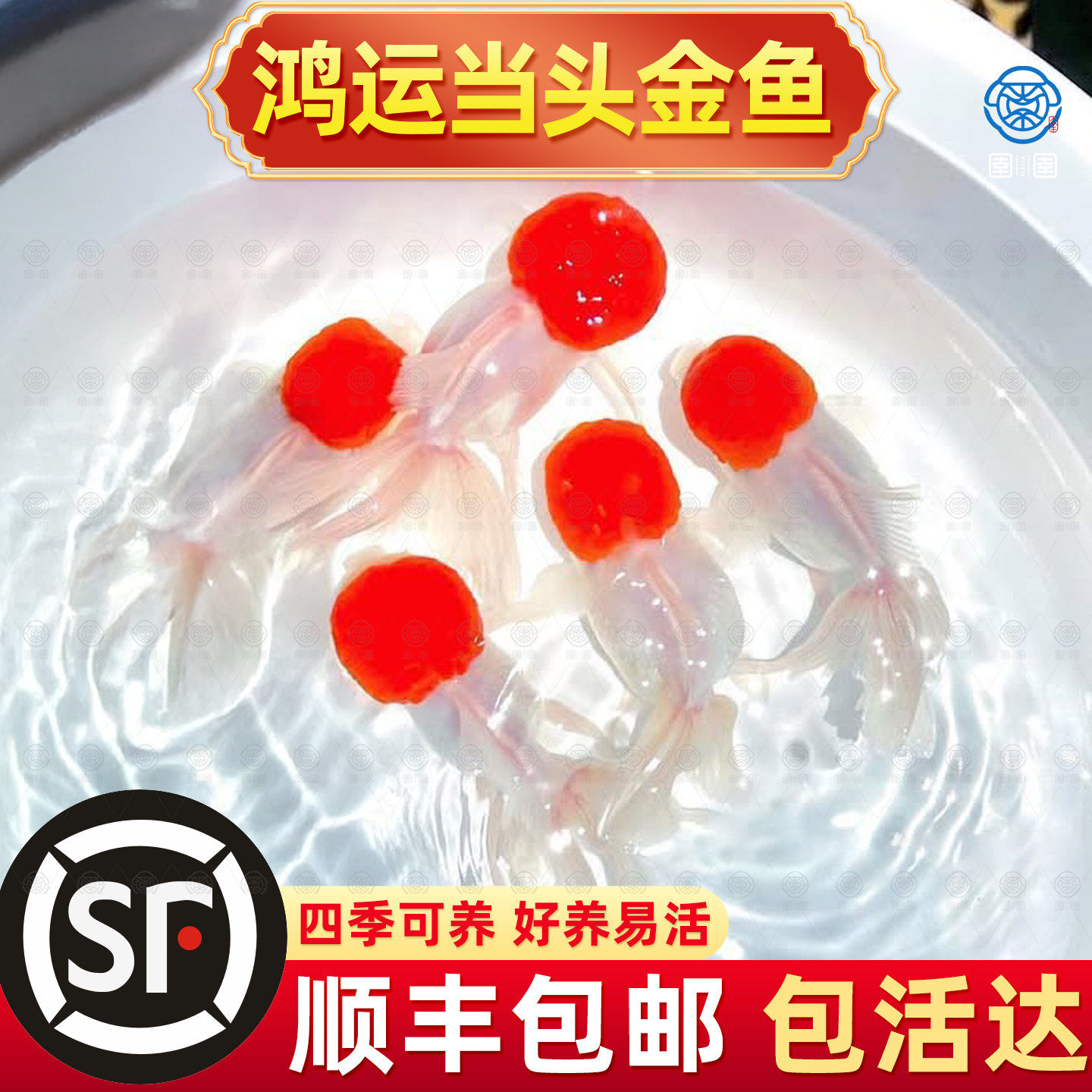 顺丰鸿运当头鱼好养耐活狮子头金鱼活鱼冷水不加温小鱼丹顶鹤顶红