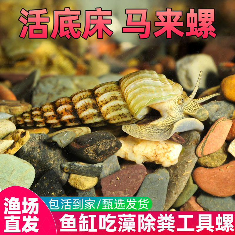马来螺黄金观赏螺苹果螺鱼缸除藻清洁翻砂工具螺吃残食淡水螺活体