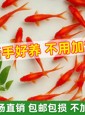 草金鱼观赏鱼金鱼活鱼小鱼苗冷水鱼淡水鱼活体好养耐活锦鲫饲料鱼