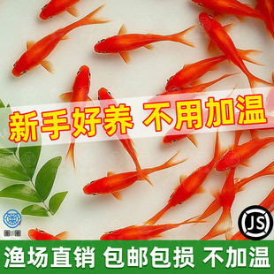 草金鱼观赏鱼金鱼活鱼小鱼苗冷水鱼淡水鱼活体好养耐活锦鲫饲料鱼