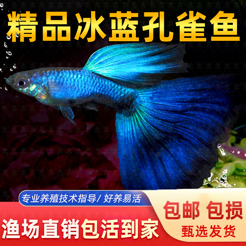 冰蓝孔雀鱼纯种观赏鱼小型活体热带淡水好养耐活斑马胎生凤尾小鱼