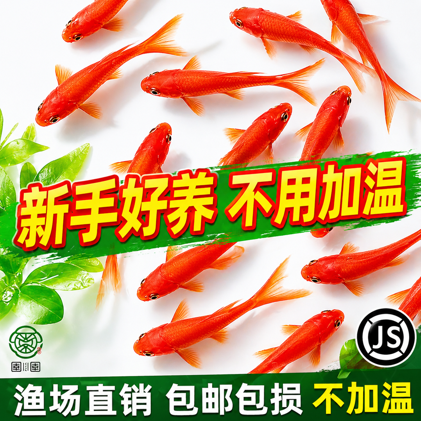 草金鱼观赏鱼金鱼活鱼小鱼苗冷水鱼淡水鱼活体好养耐活锦鲫饲料鱼