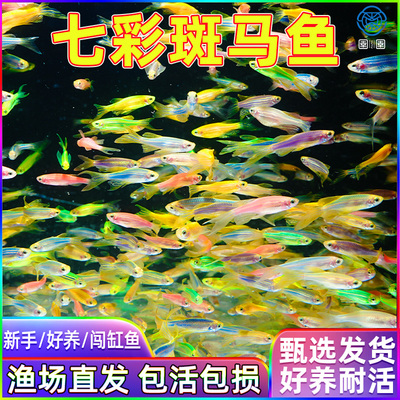 好养耐活斑马鱼热带观赏鱼孔雀鱼红绿灯鱼淡水金鱼苗小型灯科小鱼