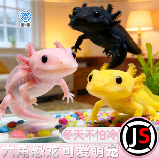 六角恐龙鱼冷水鱼观赏鱼蝾螈美西螈活体六角龙淡水好养易活宠物鱼