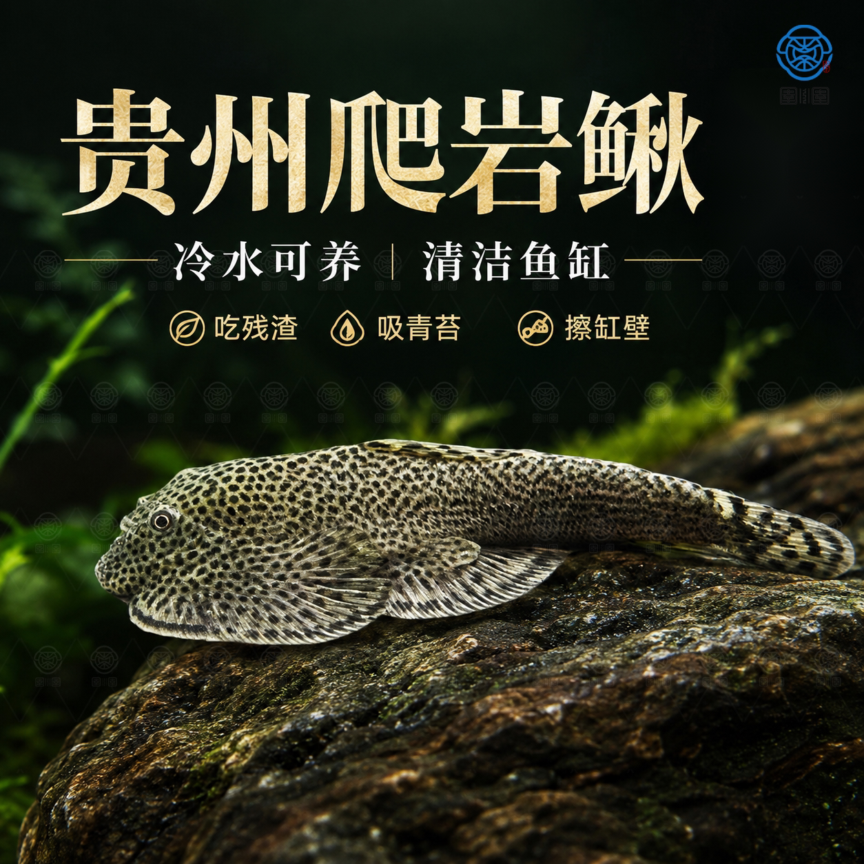 贵州爬岩鳅琵琶鱼双吸盘冷水清道夫不加温除藻鱼鱼缸清洁工原生鱼
