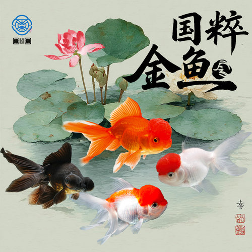 金鱼活鱼观赏鱼活体小金鱼冷水鱼好养耐活金鱼苗淡水鱼宠物鱼大型